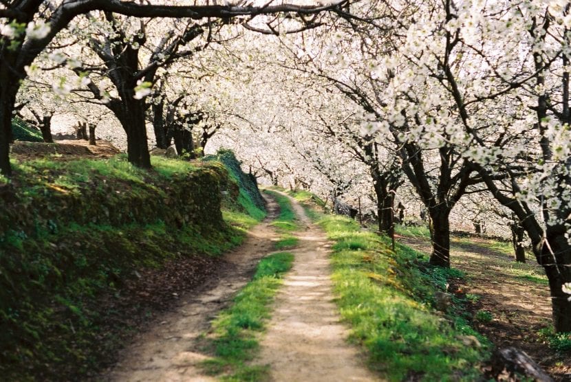 Camino entre un bosque de cerezos en flor
