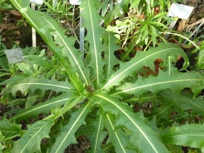 Hojas profundamente divididas de la cerraja canaria