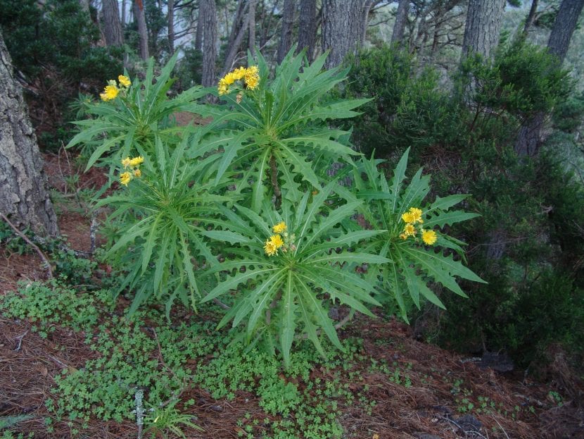 Cerraja canaria en floración con capítulos amarillos