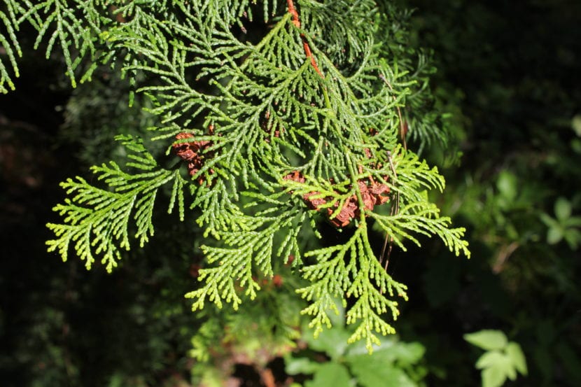 Chamaecyparis obtusa o hinoki