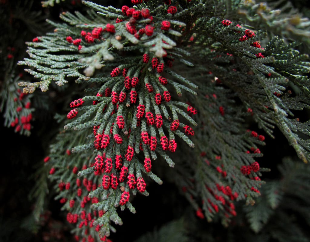 Follaje en abanicos aplanados de Chamaecyparis lawsoniana
