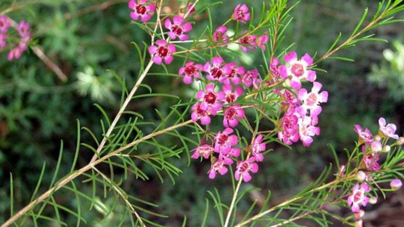 Arbusto de flor de cera, Chamelaucium uncinatum, en plena floración