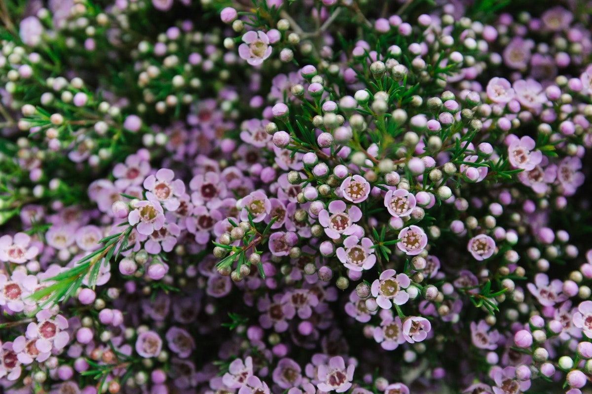 Chamelaucium uncinatum: cultivo y poda de la flor de cera