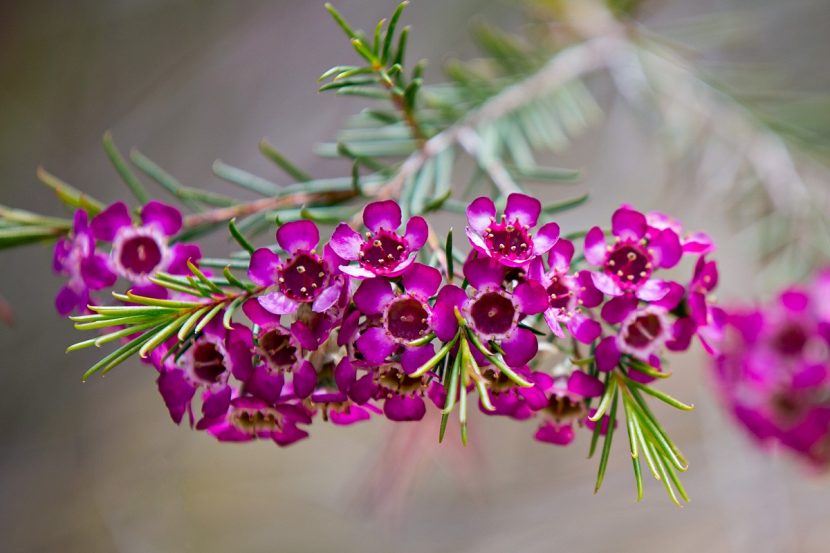 Rama de Chamelaucium uncinatum con flores rosas de textura cerosa