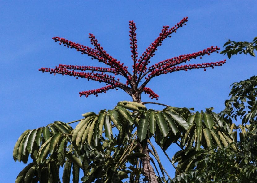 Ejemplar de Schefflera actinophylla cultivado al aire libre