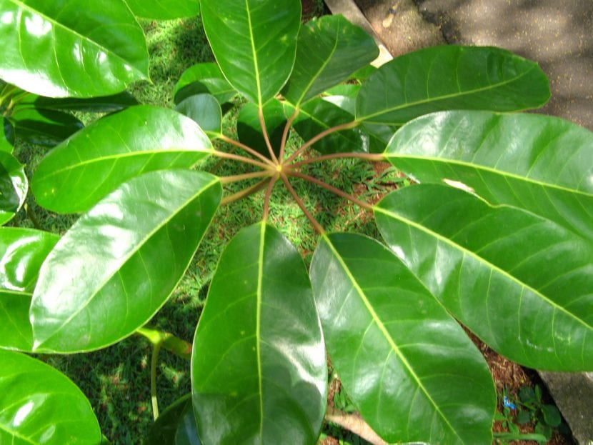 Hojas palmaticompuestas de Schefflera actinophylla