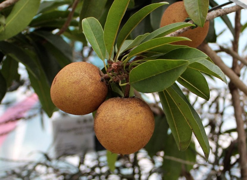 Ejemplar adulto de Manilkara zapota o chicozapote