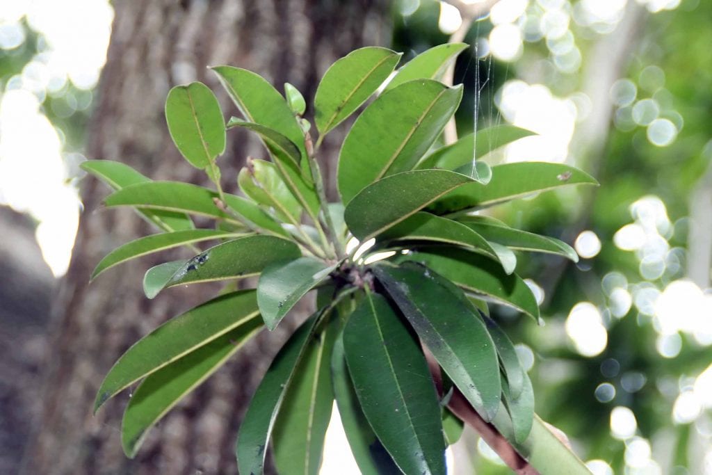Chicozapote (Manilkara zapota): cultivo, clima y cosecha