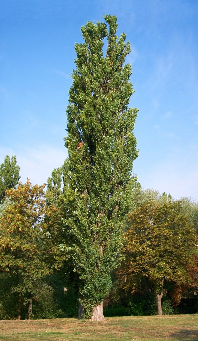 Chopo negro, Populus nigra, con su porte columnar característico