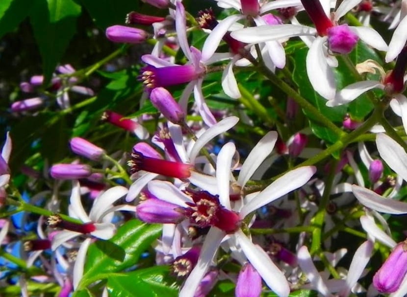 Cinamomo (Melia azedarach) en flor