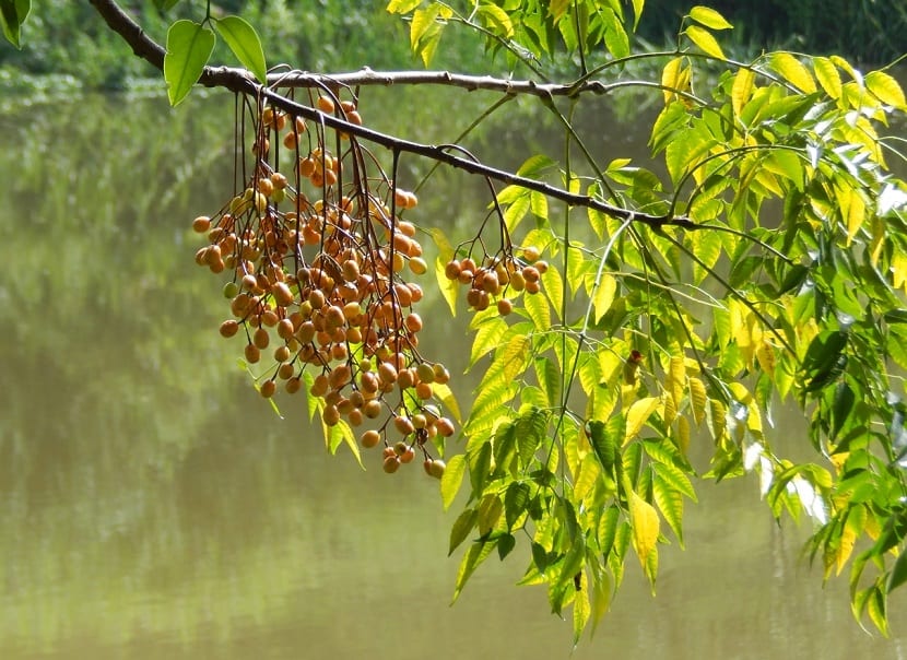 Frutos amarillos del cinamomo colgando de la rama