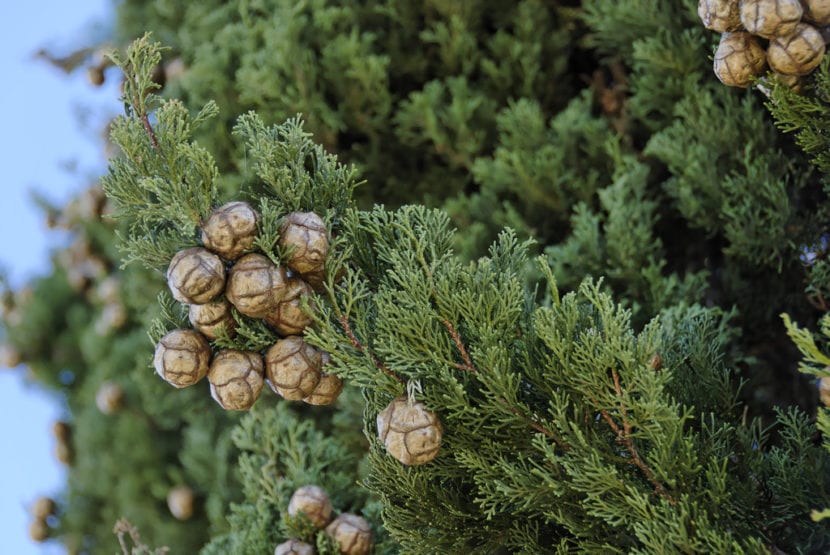 Ciprés común (Cupressus sempervirens) de porte columnar