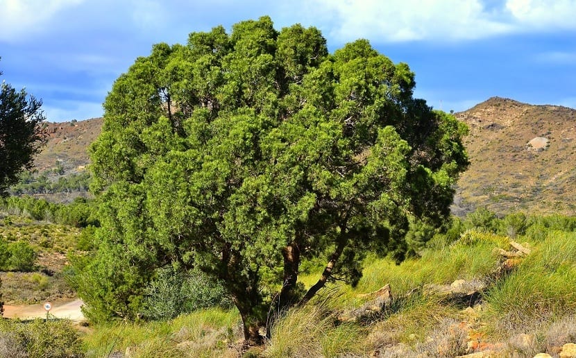 Ciprés de Cartagena: cómo es, dónde crece y cómo cultivarlo
