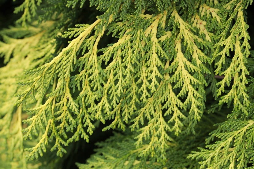 Ejemplar adulto de Chamaecyparis lawsoniana con porte cónico