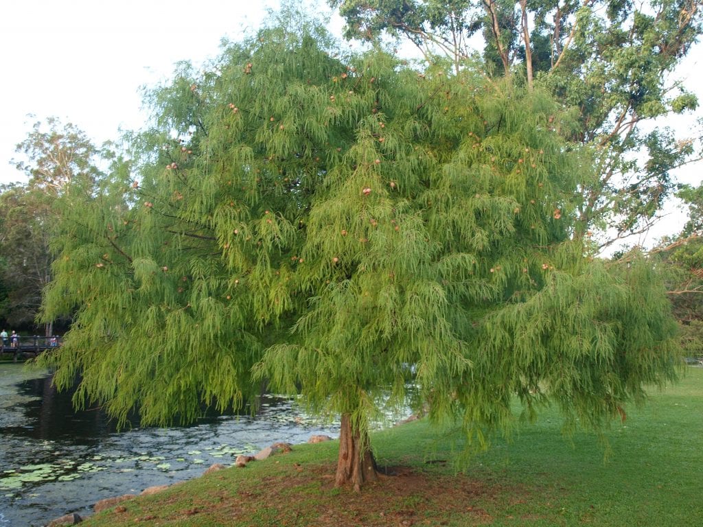 Ciprés de los pantanos: cultivo, cuidados y neumatóforos