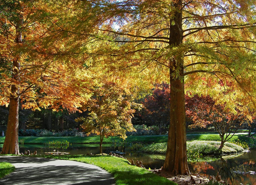 Follaje del Taxodium distichum con el color cobrizo del otoño