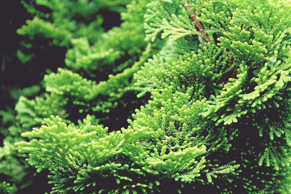 Ciprés: especies, cuidados, poda y chancro