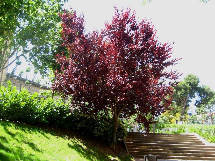 Ejemplar de ciruelo rojo de hojas púrpuras plantado en un parque