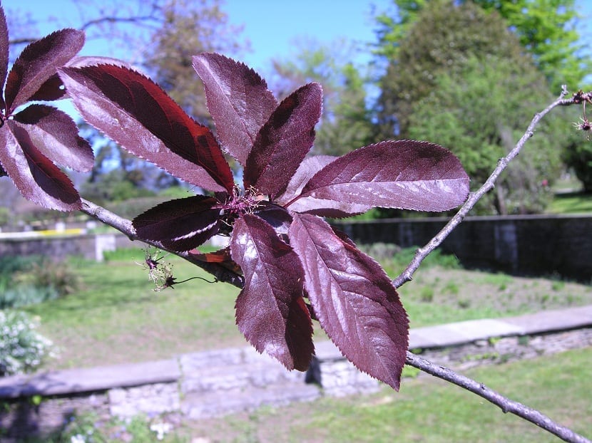 Hoja del ciruelo de hojas púrpuras con color morado intenso