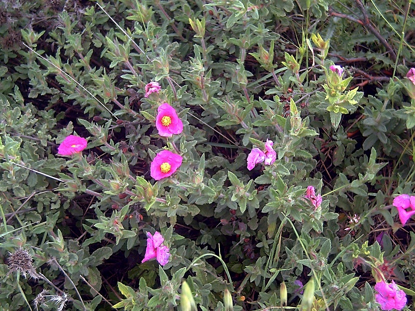 Cistus crispus (jara rizada): cultivo, poda y problemas