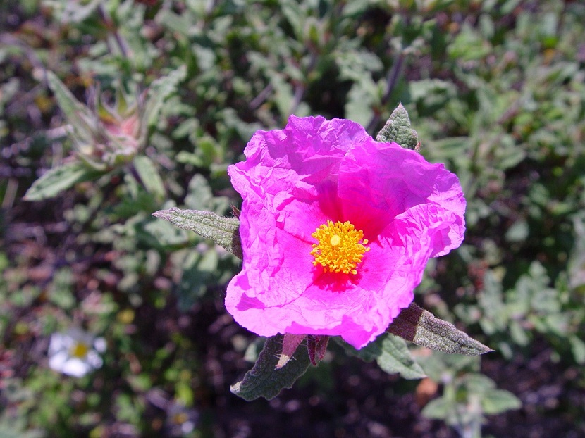 Flor rosa de jara rizada con los pétalos arrugados