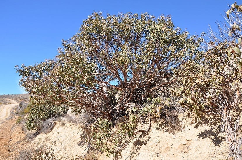 Arbusto de Cistus laurifolius en flor