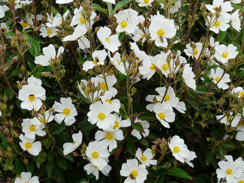 Cistus laurifolius: la jara que aguanta el frío del interior