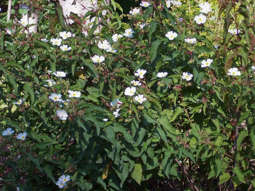 Jara cerval (Cistus populifolius): la jara de media sombra