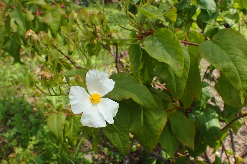 Flor blanca de Cistus populifolius con el centro amarillo