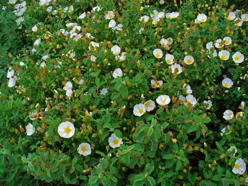 Mata de Cistus salviifolius de porte bajo y extendido