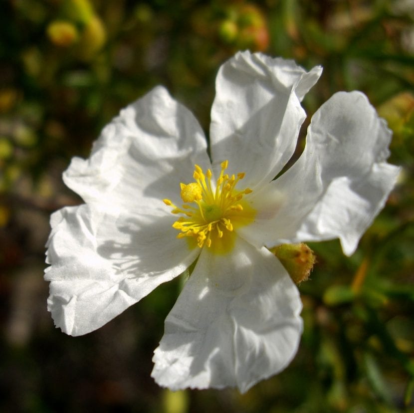 Flor blanca de Cistus salviifolius con los estambres amarillos