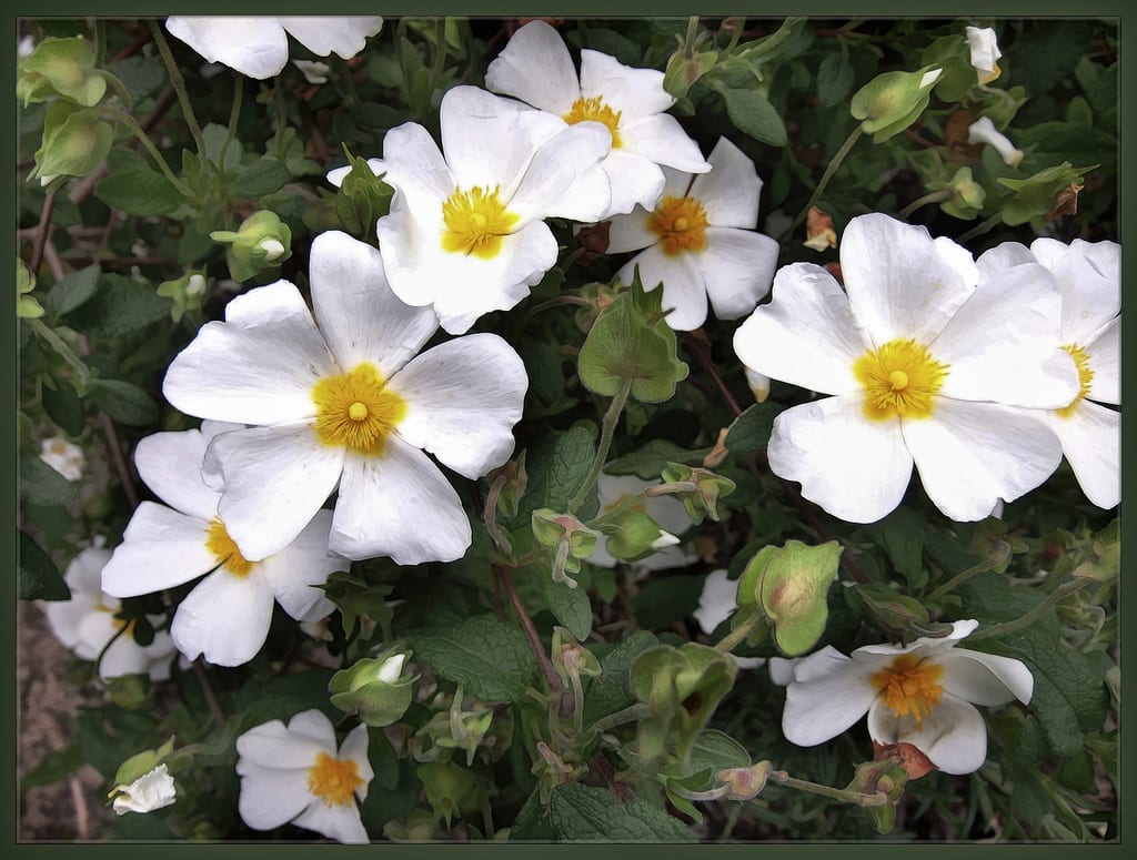 Cistus salviifolius: cultivo y cuidados del jaguarzo morisco