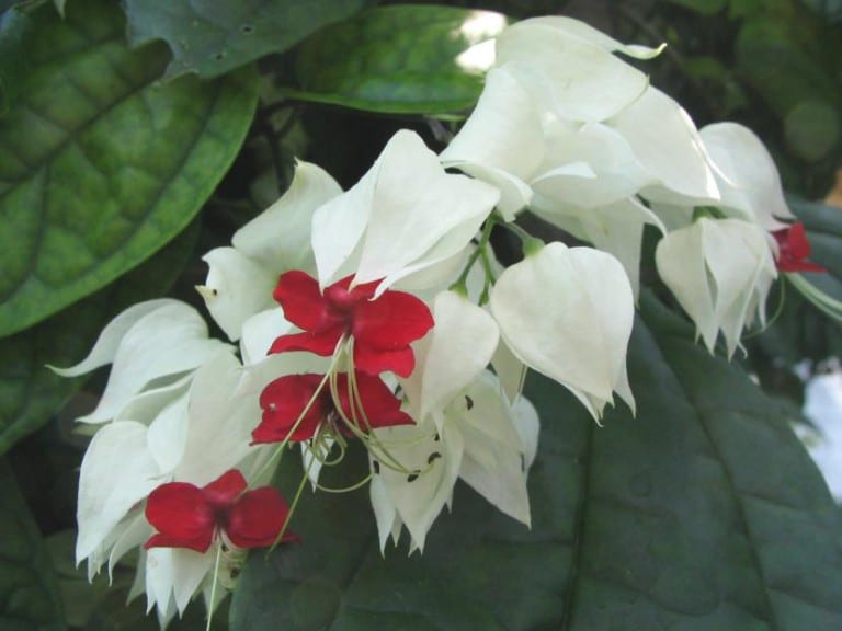 Flores blancas y rojas de Clerodendrum thomsoniae