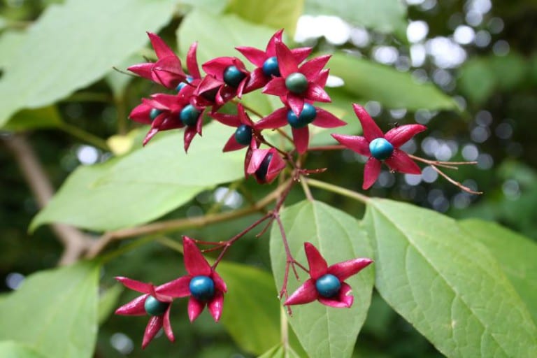 Clerodendrum trichotomum en flor en el jardín