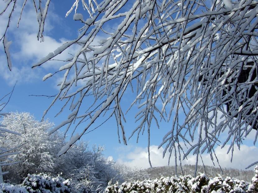 Arce en invierno sin hojas cubierto de nieve