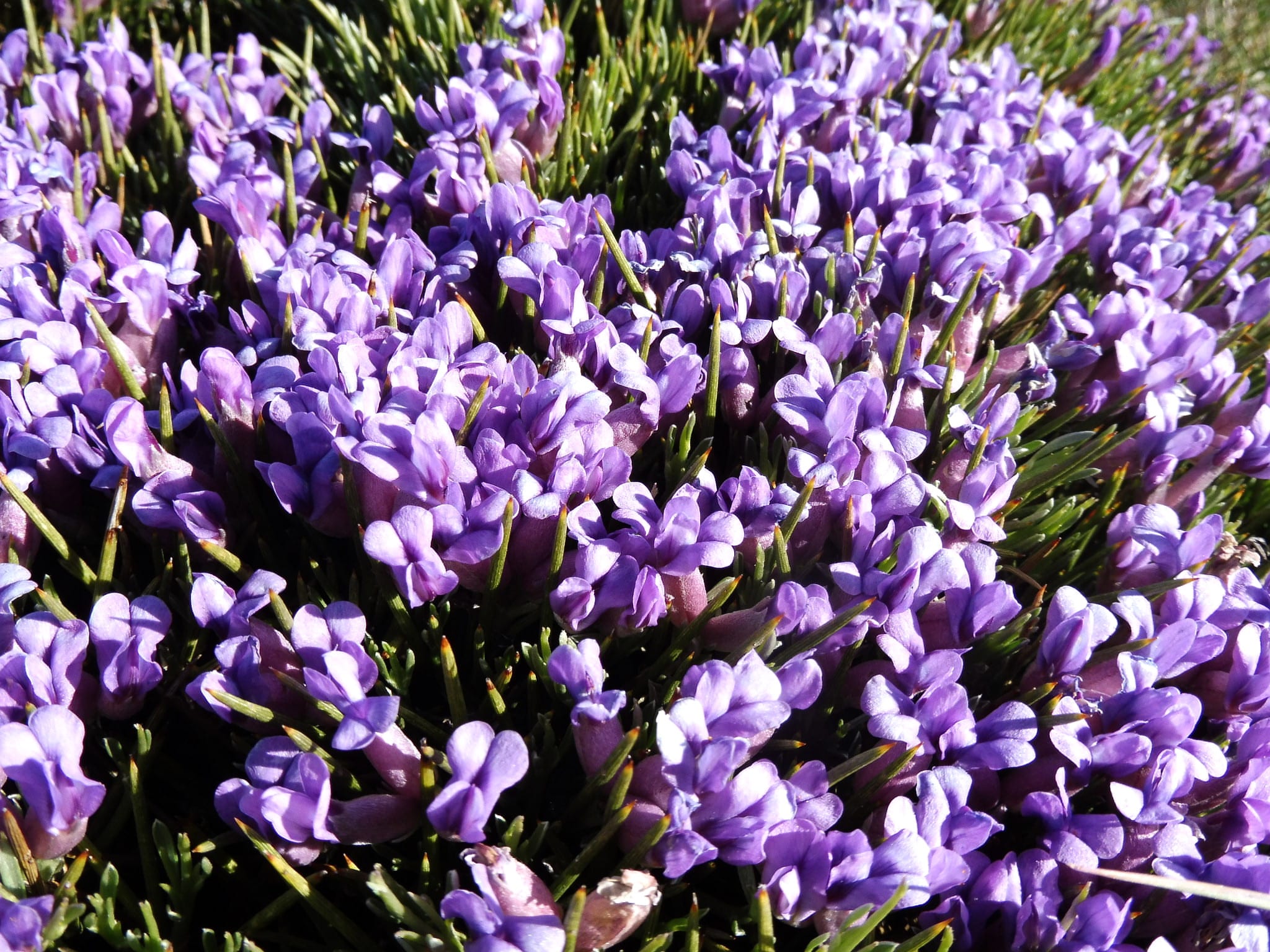 Flores azul violáceas de Erinacea anthyllis en primavera
