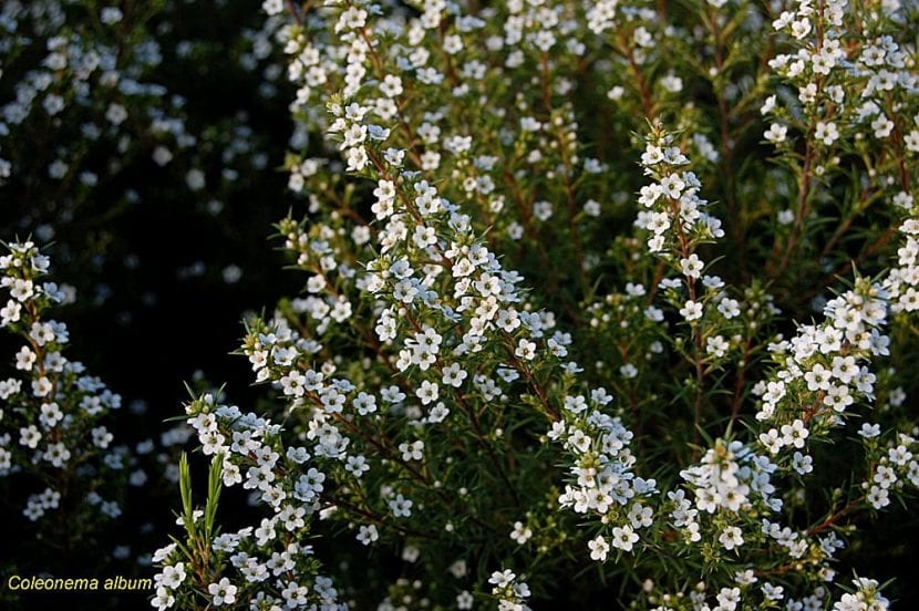 Coleonema album de flor blanca