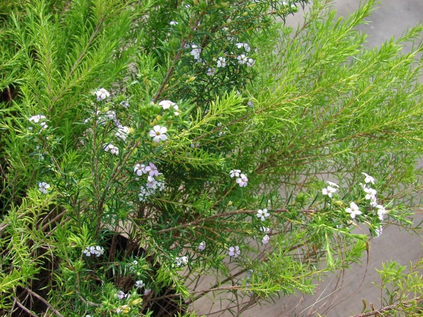Coleonema pulchellum en flor