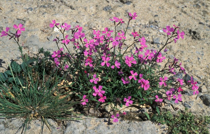 Mata de Silene colorata con flores rosas creciendo sobre el suelo