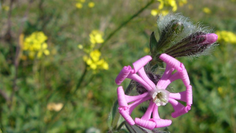 Flor rosa de Silene colorata abierta vista de cerca
