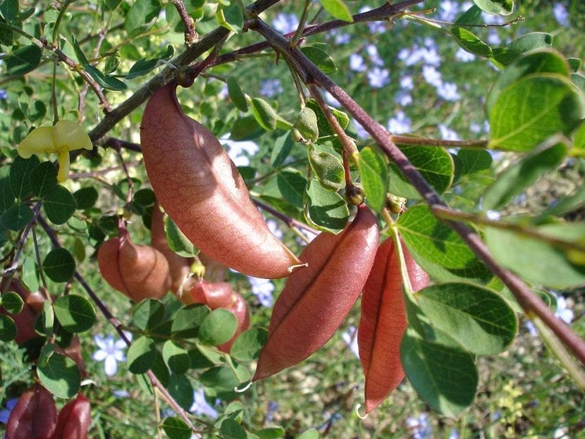 Arbusto de Colutea arborescens con vainas infladas