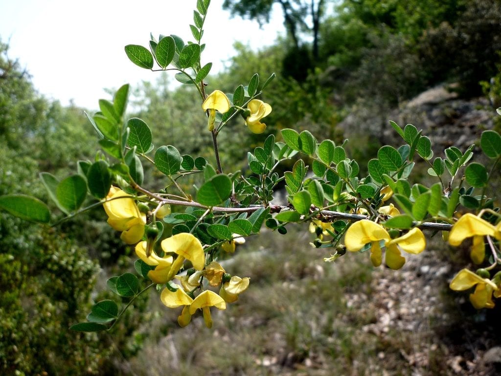 Colutea arborescens: cultivo, poda y toxicidad del espantalobos