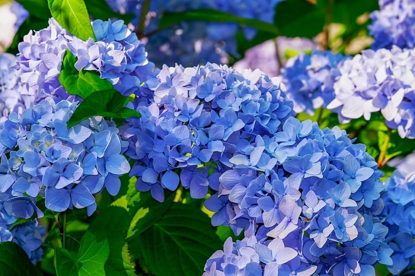 Hortensia con inflorescencias azules