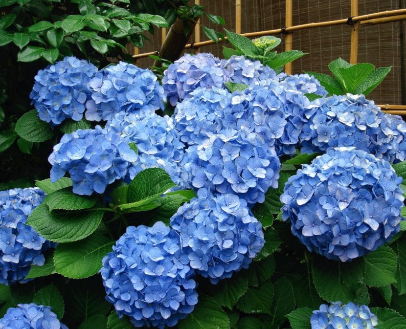 Hortensias de flor azul intensa