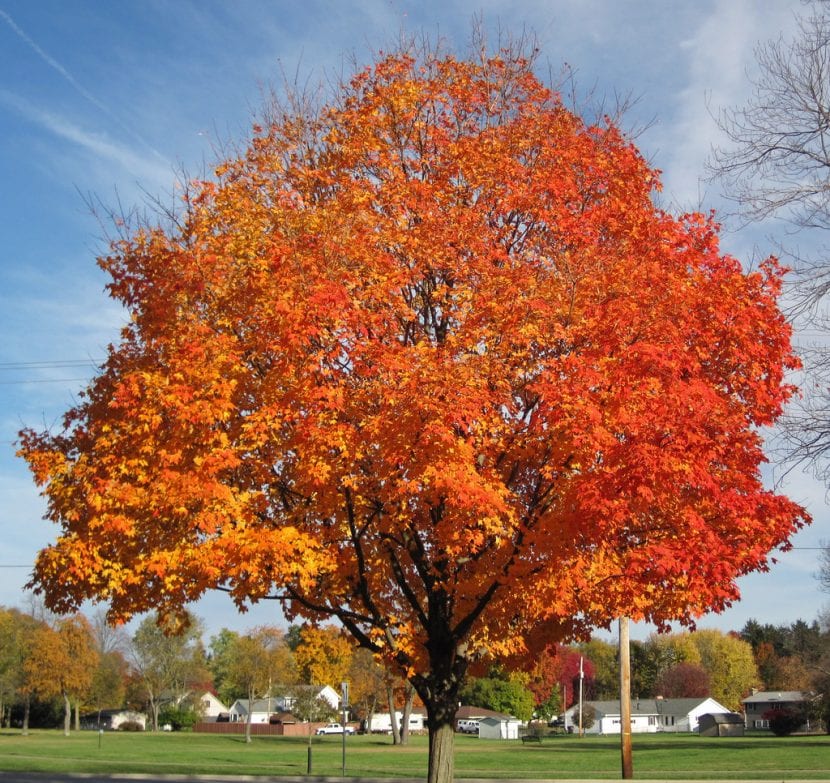 Hojas de Acer saccharum, el arce del azúcar