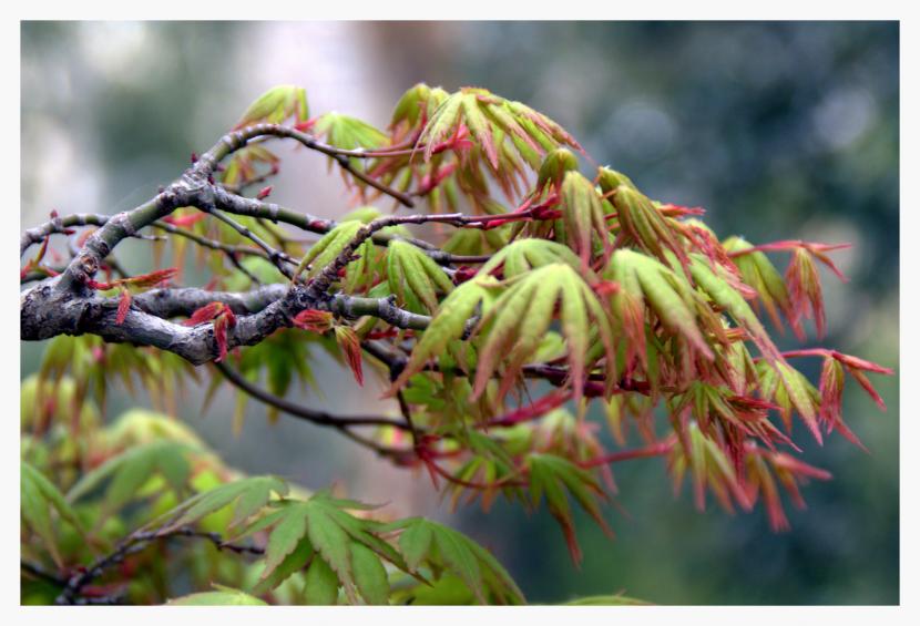 Arce japonés Acer palmatum con la hoja roja