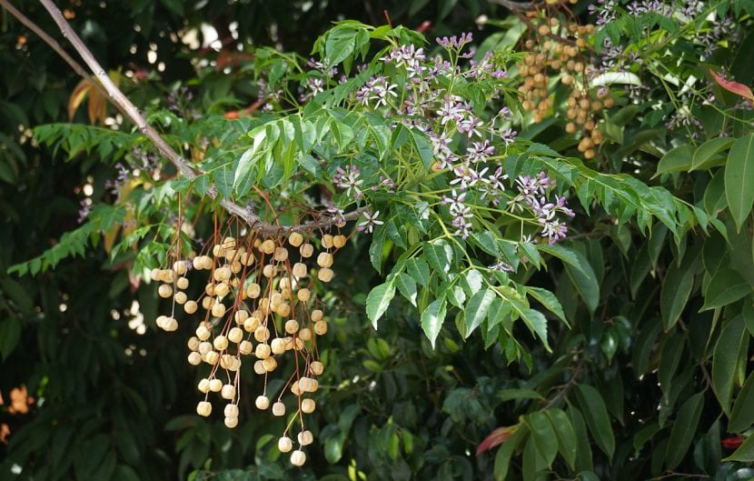 Ejemplar de Melia azedarach en un jardín