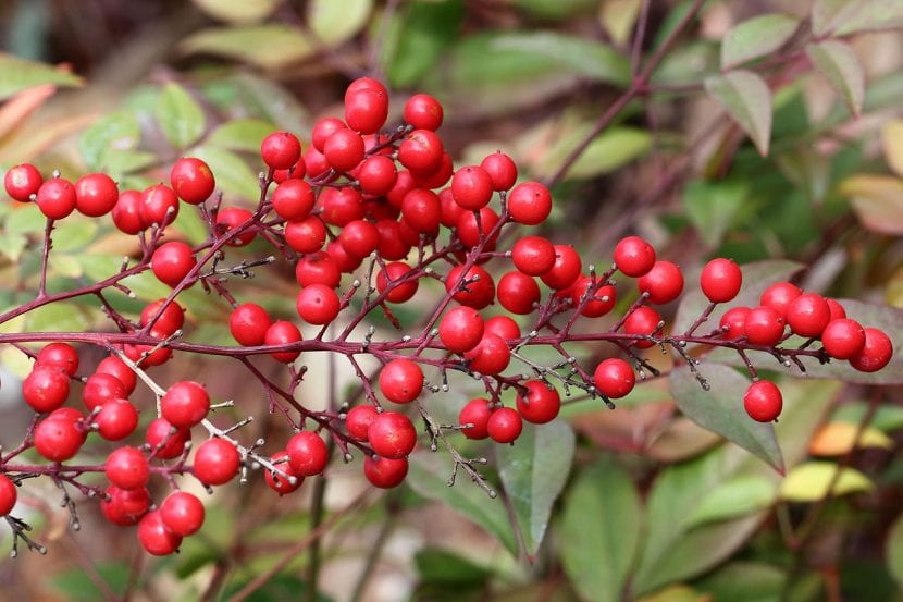 Racimos de frutos rojos de Nandina domestica en invierno