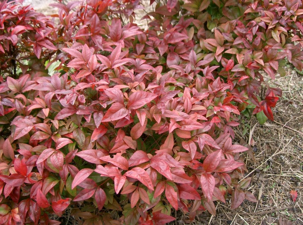 Cómo cuidar la nandina: luz, riego, poda y color rojo