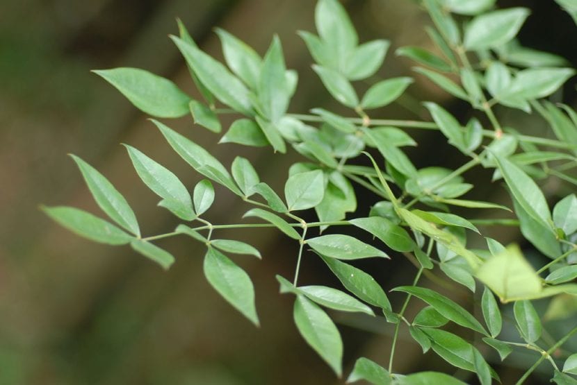 Hojas compuestas de Nandina domestica con tonos rojizos